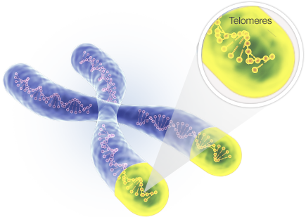 Telomere Test
