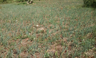 Preview Image 2