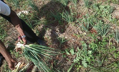 Preview Image 3